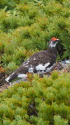 常念岳の雄雷鳥2