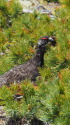 白馬乗鞍岳の雄雷鳥