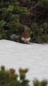 小蓮華山の雌雷鳥