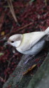 白いシジュウカラ