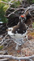 小蓮華山の雄雷鳥2