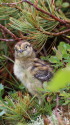 常念小屋のチビ雷鳥2