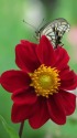 ダリアに蝶