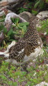 丸山の雌雷鳥2