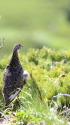 継子岳のママ雷鳥