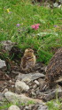 白馬岳のチビ雷鳥