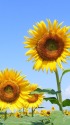 ひまわり・夏空に立つ