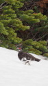 小蓮華山の雄雷鳥