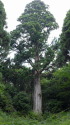 天城の太郎杉