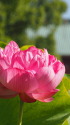 蓮の花