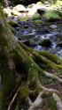 苔むした木と滑沢渓谷