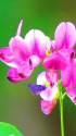 萩の花咲きだして