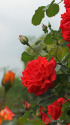 花籠