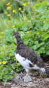 お花と雄雷鳥