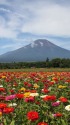 ジニア&富士山