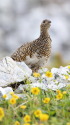 三国境のママ雷鳥