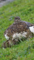 ヒナを抱くママ雷鳥