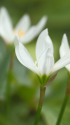 散歩道の花　1509-11-1