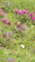 白馬岳のチビ雷鳥