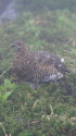 笠ヶ岳の雌雷鳥