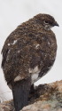 抜戸岳の雄雷鳥
