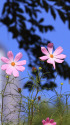 散歩道の花　1510-2-1