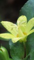 山野草・黄花のホトトギス
