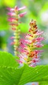山野草ミカエリソウ（見返り草）