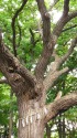 樹齢300年 シバクリの木