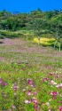 内山牧場の大コスモス園