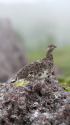 白馬乗鞍岳のママ雷鳥