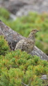 白馬乗鞍岳のチビ雷鳥