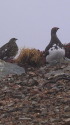 爺ヶ岳の雷鳥達