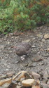 仙丈ヶ岳の雄雷鳥