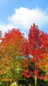 紅葉楓（モミジバフウ）色づく
