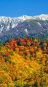 紅葉の有峰林道の眺望