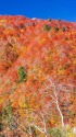 紅葉の有峰林道の眺望