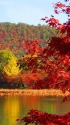 紅葉の季節へ