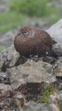 南岳の雄雷鳥