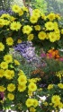 菊の花がいっぱい