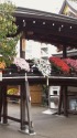 湯島天神菊まつり