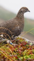 仙丈ヶ岳の雄雷鳥