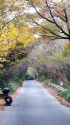 紅葉のトンネル
