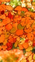 きれいな桂の葉の紅葉模様