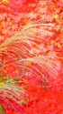 紅葉の中で