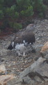 爺ヶ岳の雄雷鳥