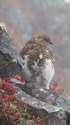 爺ヶ岳のチビ雷鳥