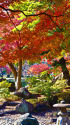 小石川後楽園・蓬莱島の紅葉