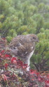 爺ヶ岳のチビ雷鳥