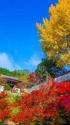 紅葉の玉龍寺
